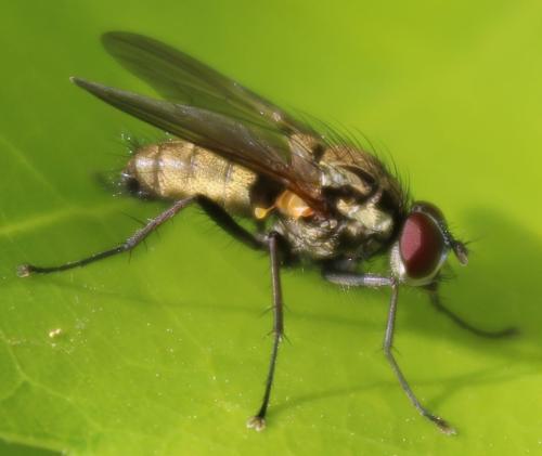 Hydrophoria lancifer